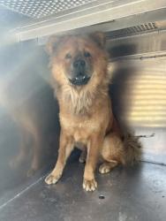 Shelter Stray Male Dog last seen CLINTON AVE, North District,, 355 Hillshire Dr, Haslet, TX 76052, USA