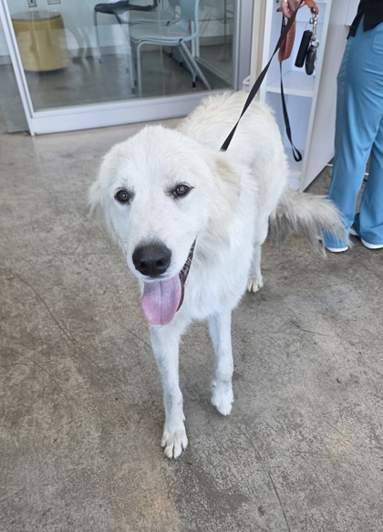 Shelter Stray Male Dog last seen Near Handley Dr, East District, TX, 355 Hillshire Dr, Haslet, TX 76052, USA