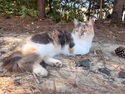 Found/Stray Unknown Cat last seen Pickett’s Line, Newport News, VA 23603