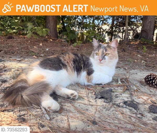 Found/Stray Unknown Cat last seen Pickett’s Line, Newport News, VA 23603