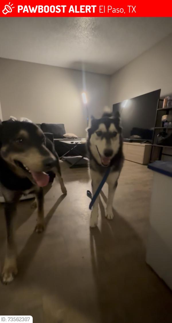 Lost Male Dog last seen Near Fairbanks dr, El Paso, TX 79924