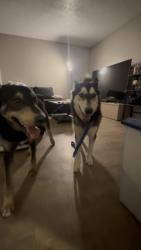 Lost Male Dog last seen Near Fairbanks dr, El Paso, TX 79924