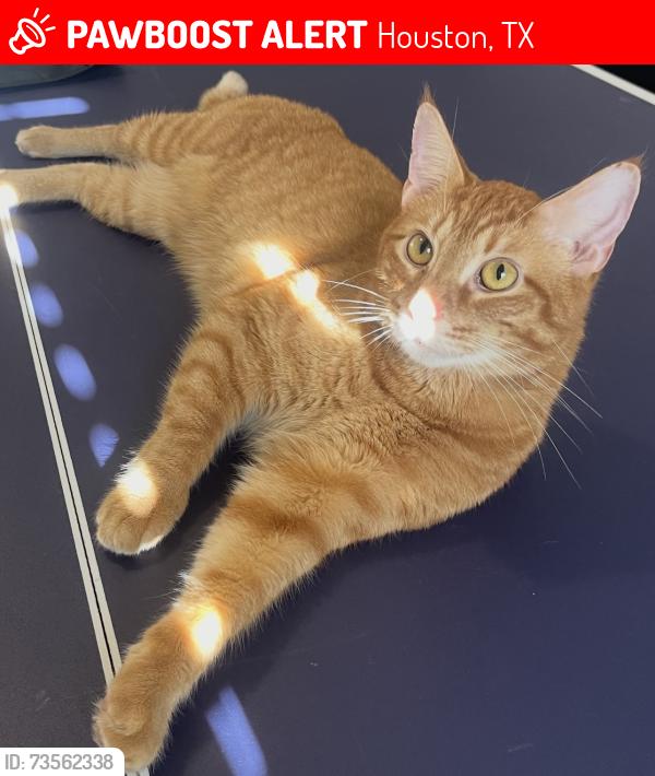 Lost Male Cat last seen jones and west rd, Houston, TX 77095