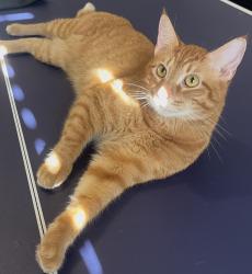 Lost Male Cat last seen jones and west rd, Houston, TX 77095