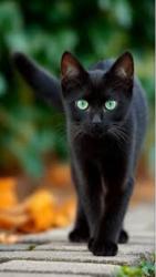 Lost Female Cat last seen Glen Ave & Larchmont, Elmira, NY 14905