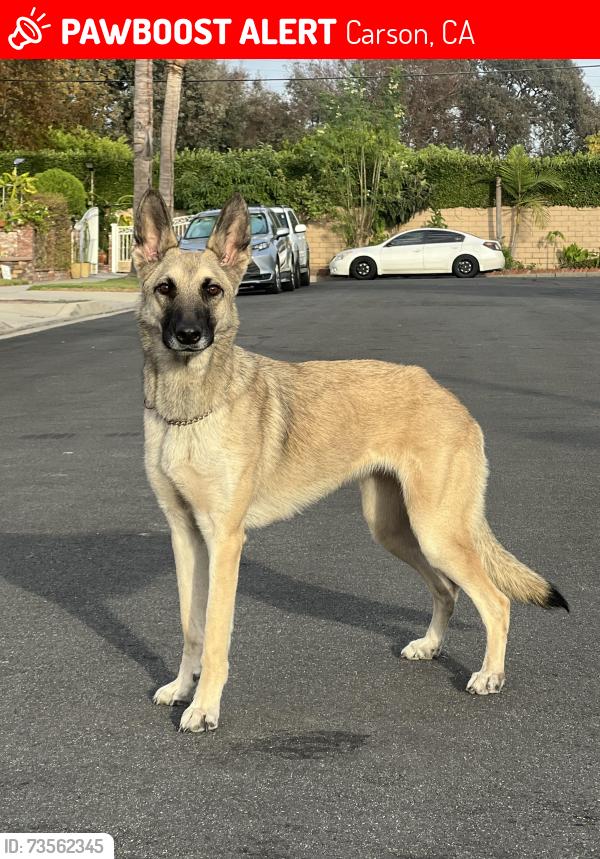 Lost Female Dog last seen Desford & Avalon, Carson, CA 90745
