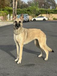 Lost Female Dog last seen Desford & Avalon, Carson, CA 90745