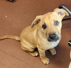 Shelter Stray Male Dog last seen Near Lewelling Boulevard, SAN LEANDRO, CA, 94579, 8323 Baldwin St, Oakland, CA 94621, USA