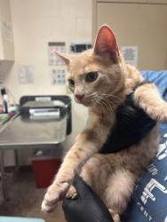 Shelter Stray Male Cat last seen Paragon Fox Dr. and Stockbridge Dr., PFLUGERVILLE, TX, 78660, 7201 Levander Loop bldg a, Austin, TX 78702, USA