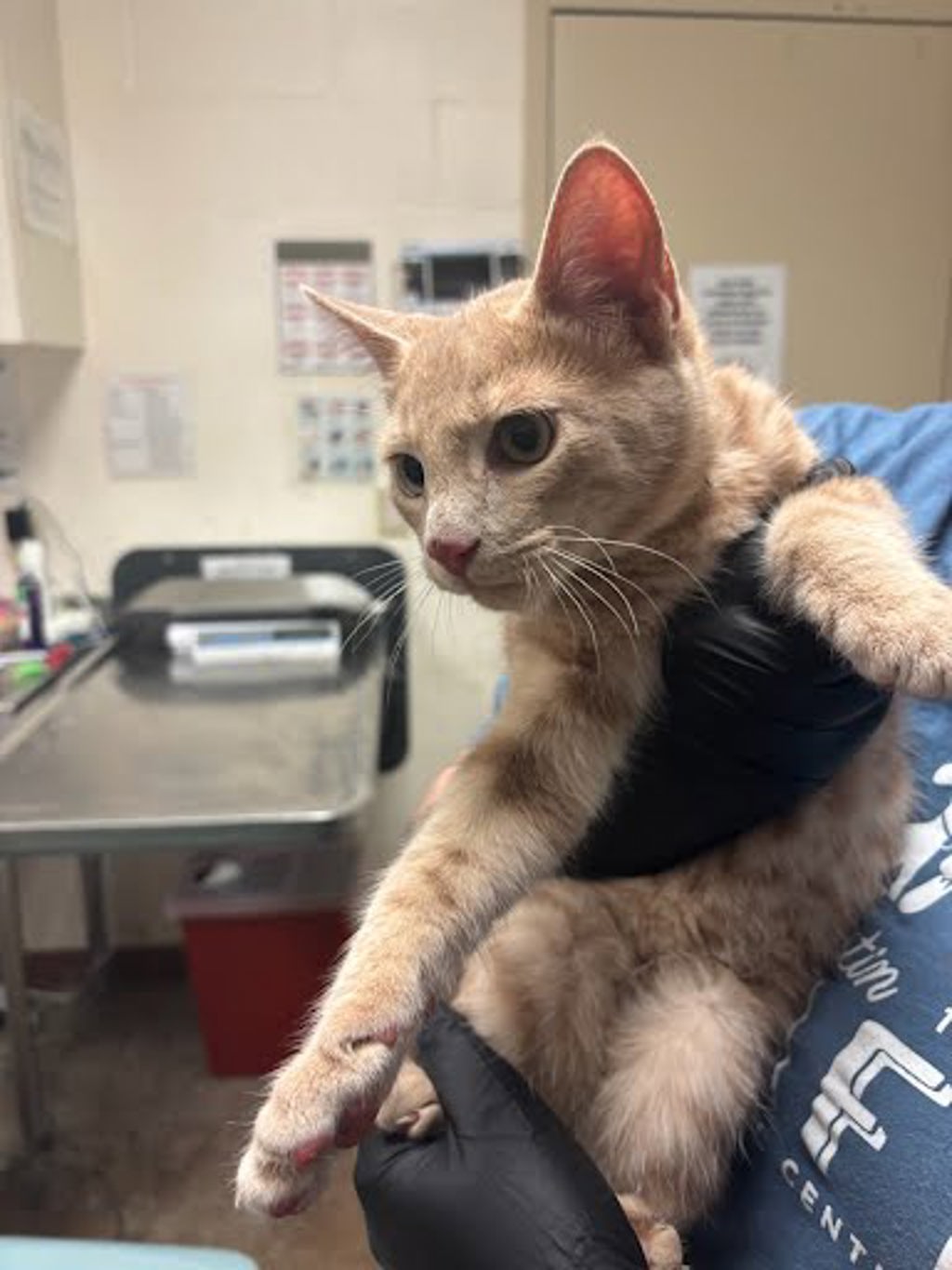 Shelter Stray Male Cat last seen Paragon Fox Dr. and Stockbridge Dr., PFLUGERVILLE, TX, 78660, 7201 Levander Loop bldg a, Austin, TX 78702, USA