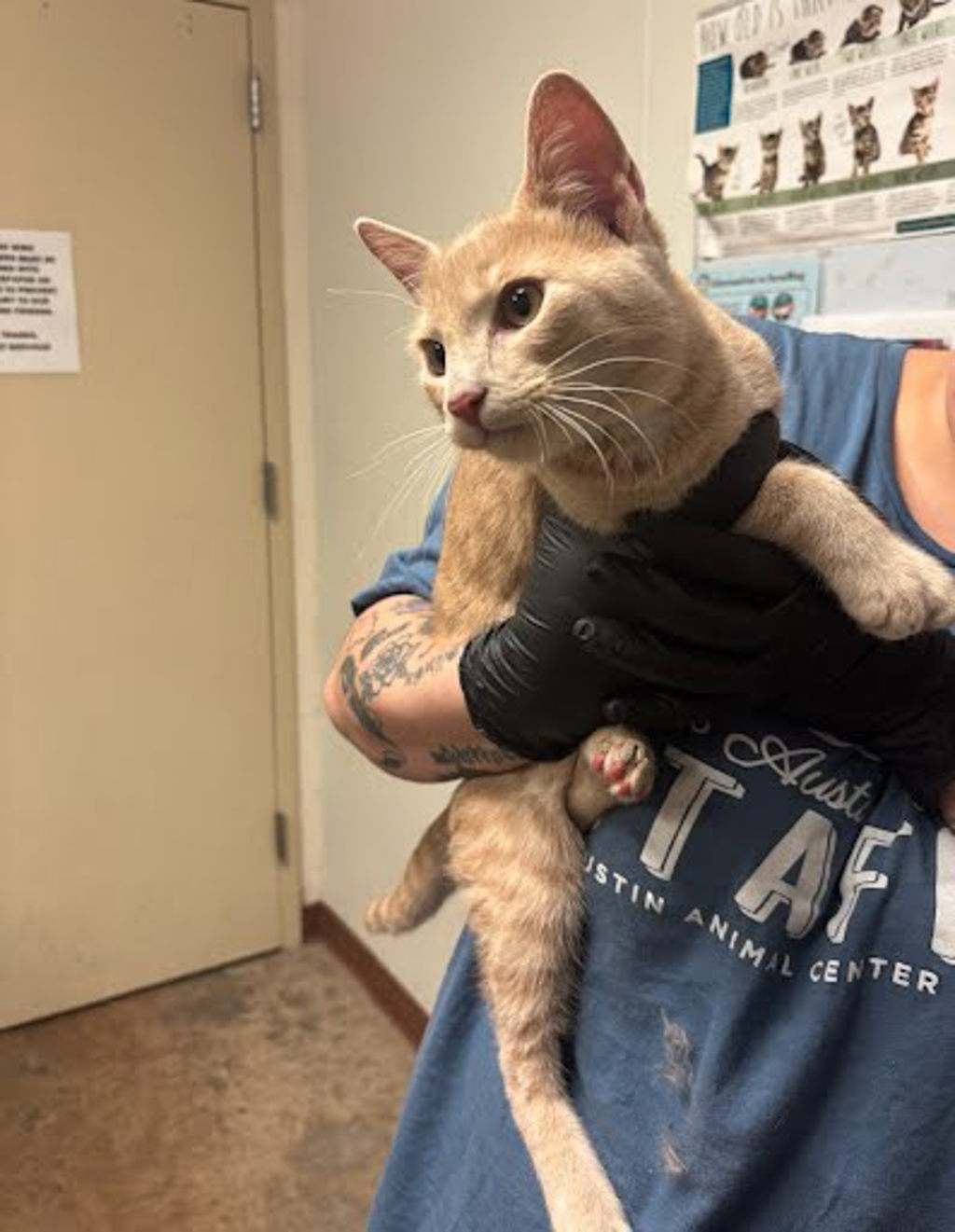 Shelter Stray Male Cat last seen Paragon Fox Dr. and Stockbridge Dr., PFLUGERVILLE, TX, 78660, 7201 Levander Loop bldg a, Austin, TX 78702, USA