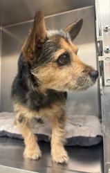 Shelter Stray Male Dog last seen Cedar Elm Trl and Old Bee Caves Rd, AUSTIN, TX, 78735, 7201 Levander Loop bldg a, Austin, TX 78702, USA