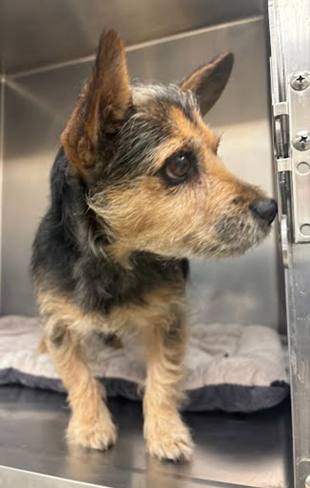 Shelter Stray Male Dog last seen Cedar Elm Trl and Old Bee Caves Rd, AUSTIN, TX, 78735, 7201 Levander Loop bldg a, Austin, TX 78702, USA
