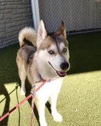 Shelter Stray Female Dog last seen Near N Redwood Road, SALT LAKE CITY, UT, 84116, 511 W 3900 S, Salt Lake City, UT 84123, USA