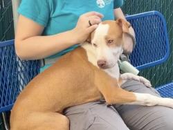 Shelter Stray Female Dog last seen Apt 5D,1465 Madison Avenue, NEW YORK, NY, 10029, 326 E 110th St, New York, NY 10029, USA