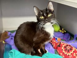 Shelter Stray Female Cat last seen Cruger Avenue, BRONX, NY, 10462, 326 E 110th St, New York, NY 10029, USA