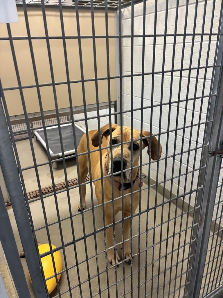 Shelter Stray Female Dog last seen Near S Golden Drive, MURRAY CITY, UT, 84107, 511 W 3900 S, Salt Lake City, UT 84123, USA