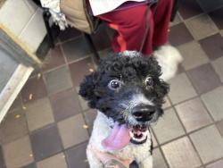 Shelter Stray Male Dog last seen E 180th Street, BRONX, NY, 10460, 326 E 110th St, New York, NY 10029, USA