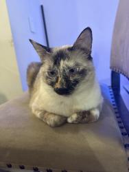 Reunited Female Cat last seen Near that address? She’s an indoor cat, Fort Lauderdale, FL 33304