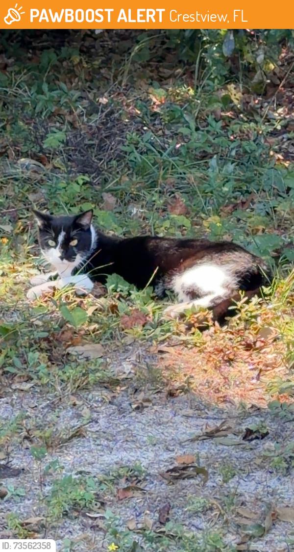Found/Stray Unknown Cat last seen On soles ln street near farmers in crestview fl, Crestview, FL 32539