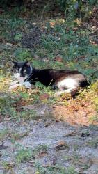 Found/Stray Unknown Cat last seen On soles ln street near farmers in crestview fl, Crestview, FL 32539