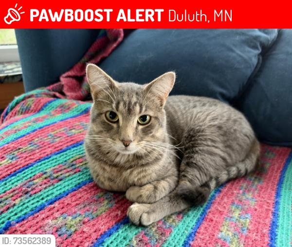 Lost Male Cat last seen Martin Road, Duluth, MN 55811
