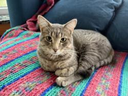 Lost Male Cat last seen Martin Road, Duluth, MN 55811