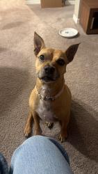 Reunited Female Dog last seen Near nw 47th, Ocala, FL 34482