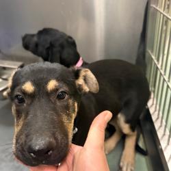 Shelter Stray Male Dog last seen , 2350 Appling City Cove, Memphis, TN 38133, USA