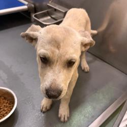 Shelter Stray Male Dog last seen , 2350 Appling City Cove, Memphis, TN 38133, USA