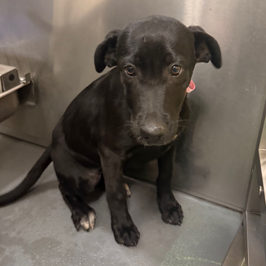 Shelter Stray Female Dog last seen , 2350 Appling City Cove, Memphis, TN 38133, USA