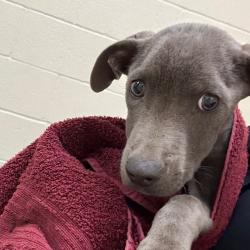 Shelter Stray Male Dog last seen , 2350 Appling City Cove, Memphis, TN 38133, USA