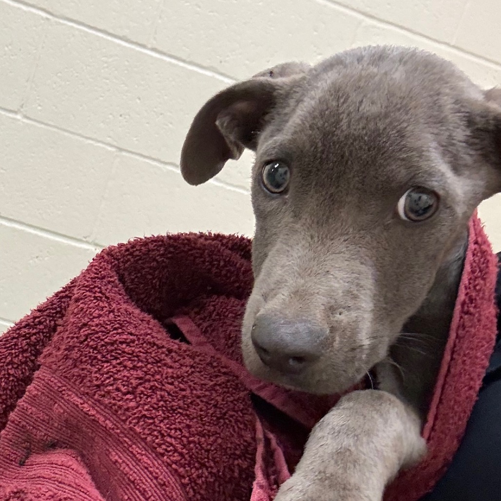 Shelter Stray Male Dog last seen , 2350 Appling City Cove, Memphis, TN 38133, USA