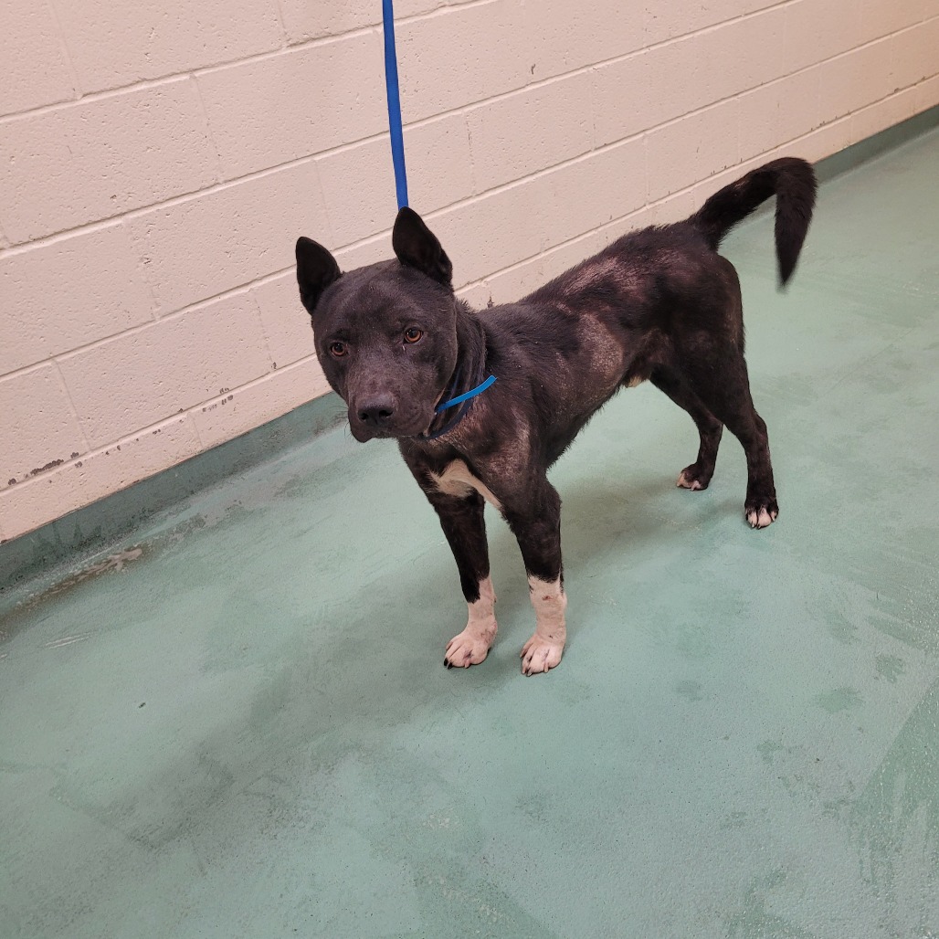 Shelter Stray Male Dog last seen , 2350 Appling City Cove, Memphis, TN 38133, USA