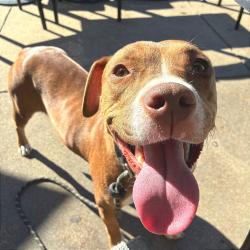 Shelter Stray Female Dog last seen , 2350 Appling City Cove, Memphis, TN 38133, USA