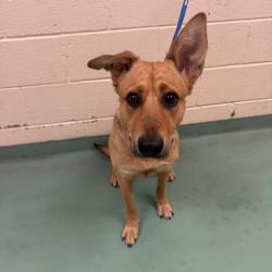 Shelter Stray Female Dog last seen , 2350 Appling City Cove, Memphis, TN 38133, USA