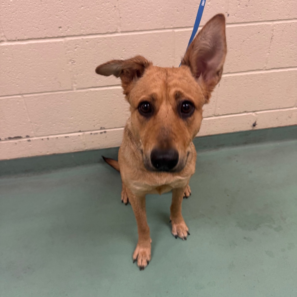 Shelter Stray Female Dog last seen , 2350 Appling City Cove, Memphis, TN 38133, USA