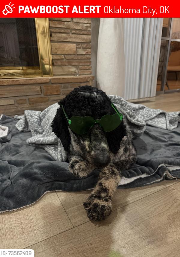 Lost Male Dog last seen Tudor rd okc, Oklahoma City, OK 73122