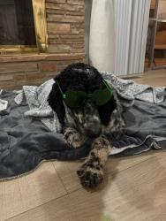 Lost Male Dog last seen Tudor rd okc, Oklahoma City, OK 73122