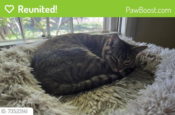 Reunited Female Cat last seen Yates, Memphis, TN 38120