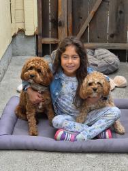 Reunited Male Dog last seen Near Viewcrest Ct, Oakland, CA 94619, USA, Oakland, CA 94619