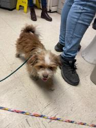 Shelter Stray Male Dog last seen Near Houston Ave, Stockton, CA 95206, USA, 1575 S Lincoln St, Stockton, CA 95206, USA
