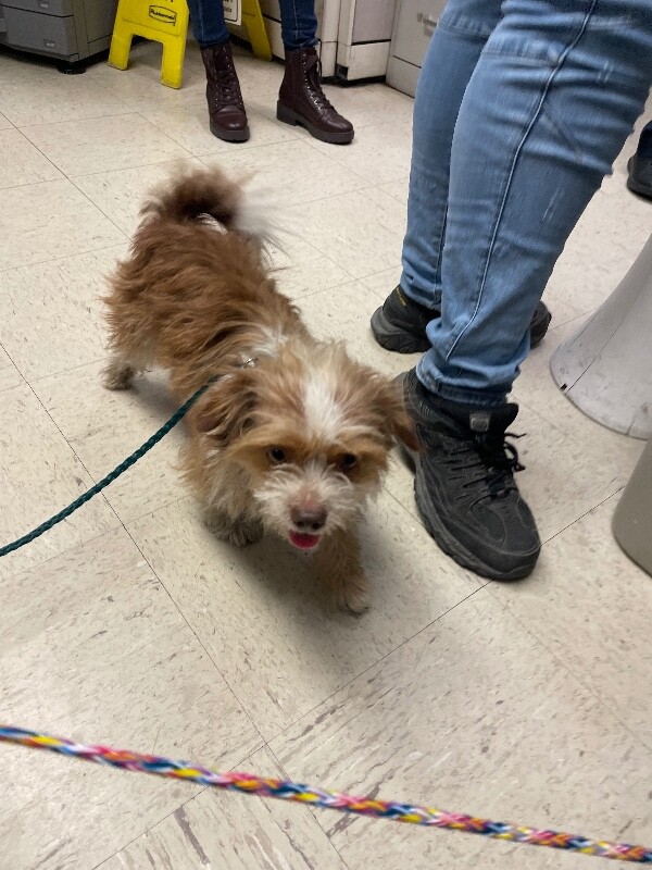 Shelter Stray Male Dog last seen Near Houston Ave, Stockton, CA 95206, USA, 1575 S Lincoln St, Stockton, CA 95206, USA