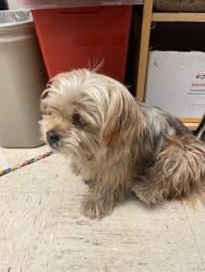 Shelter Stray Male Dog last seen Near Houston Ave, Stockton, CA 95206, USA, 1575 S Lincoln St, Stockton, CA 95206, USA