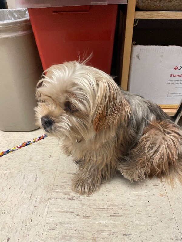 Shelter Stray Male Dog last seen Near Houston Ave, Stockton, CA 95206, USA, 1575 S Lincoln St, Stockton, CA 95206, USA