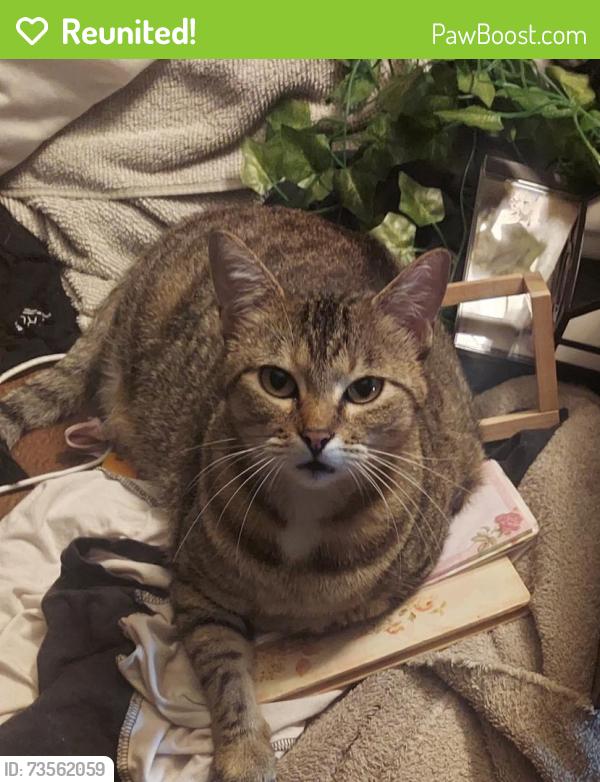 Reunited Female Cat last seen Anywhere, Garland, TX 75040
