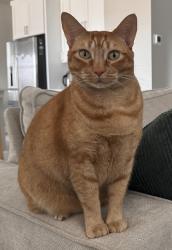 Lost Male Cat last seen Marinwood Cir NE @ South Kingston Rd, Kingston, WA 98346