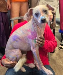 Lost Male Dog last seen York, New York, NY 10065