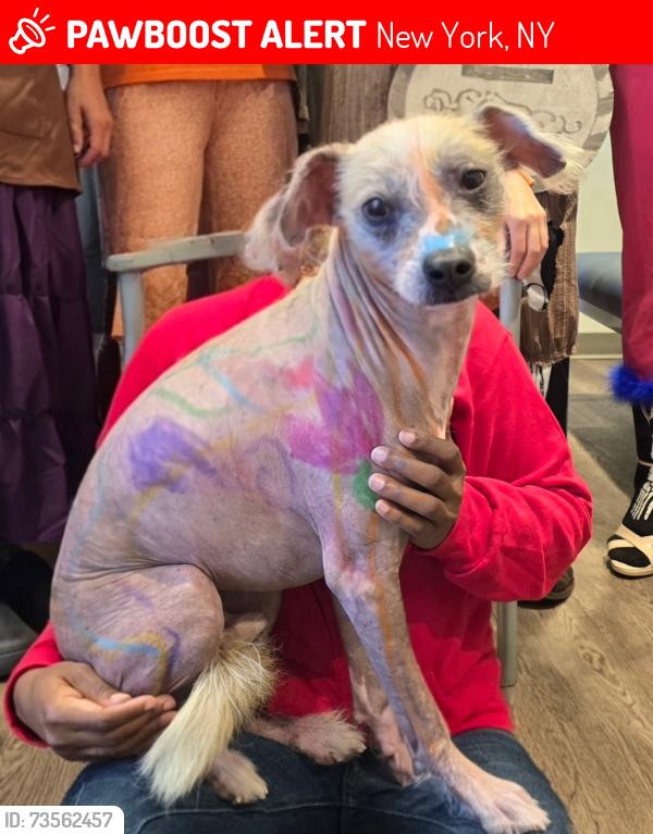 Lost Male Dog last seen York, New York, NY 10065