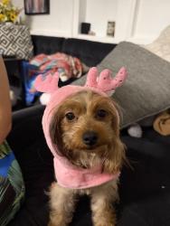 Reunited Female Dog last seen Near N Newport Ave, Tampa, FL 33604, EE. UU., Tampa, FL 33604